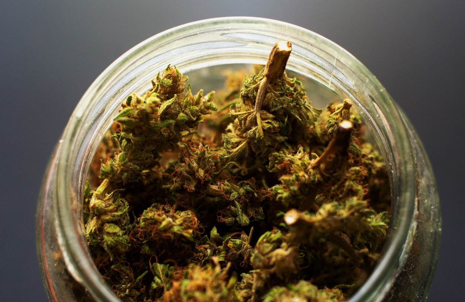 jak przechowywać susz konopny